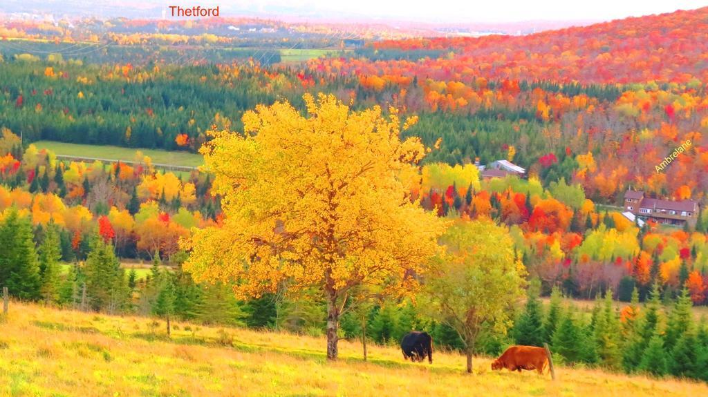Le Gite Ambrelane Thetford Mines Εξωτερικό φωτογραφία